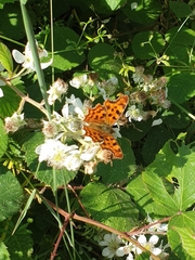 Polygonia c-album