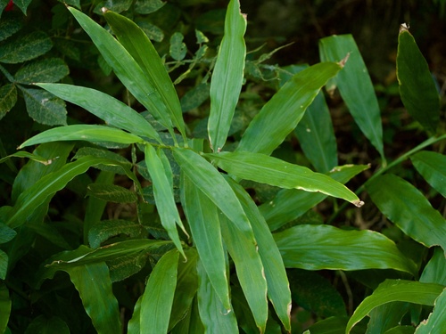 Japanese Ginger (Zingiber mioga)
