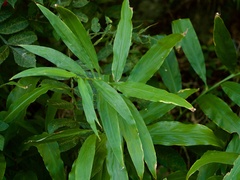 Zingiber mioga