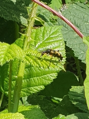 Rutpela maculata