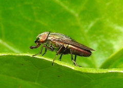 Diptera
