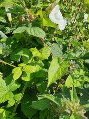 Rutpela maculata