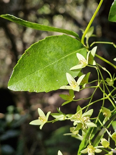 Aphanopetalum resinosum (Aphanopetalum resinosum)