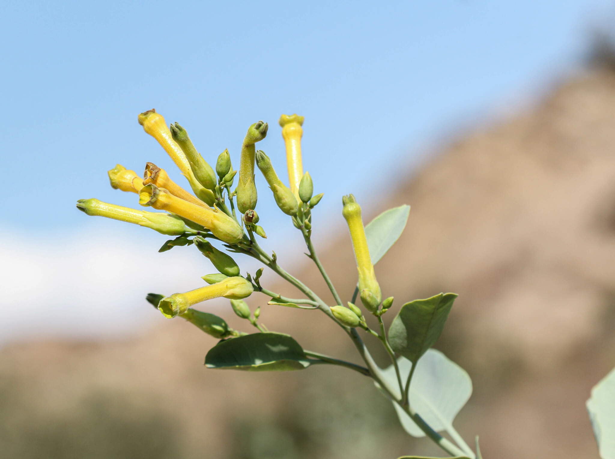 Nicotiana glauca