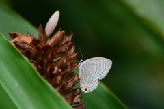 Jamides alecto dromicus