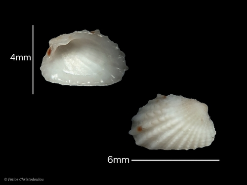 Cardita calyculata