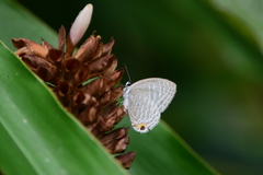 Jamides alecto dromicus