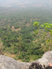 Pan troglodytes verus