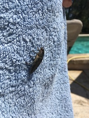 Chalcophora mariana massiliensis