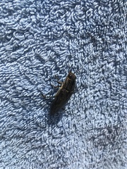 Chalcophora mariana massiliensis