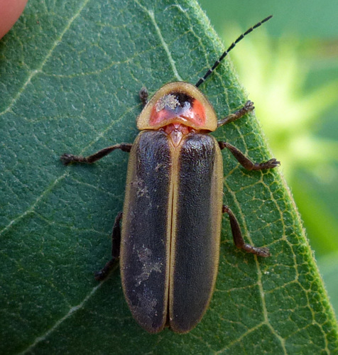 Common Eastern Firefly, photo 5 of 10