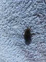 Chalcophora mariana massiliensis