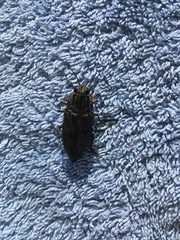 Chalcophora mariana massiliensis