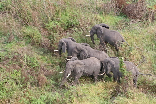 African Savanna Elephant