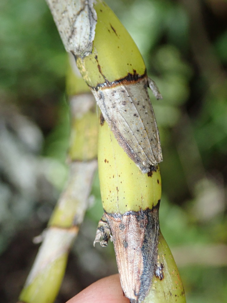 Dendrobium viridiflorum F.M.Bailey