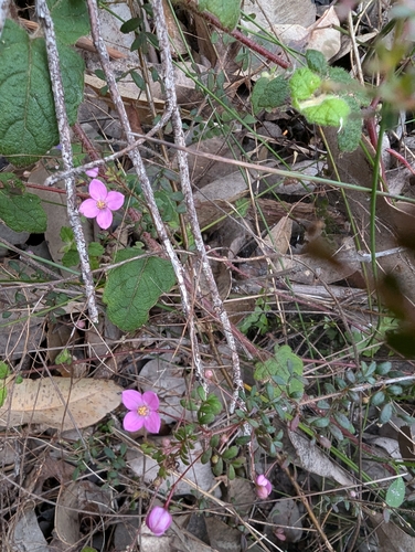 Image of Boronia gracilipes by (c) David Thompson, some rights reserved (CC BY)