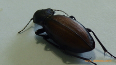 Carabus schoenherri