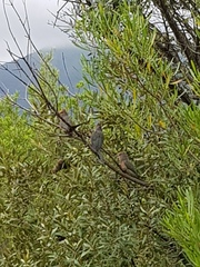 Urocolius indicus indicus