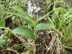 Dendrobium viridiflorum