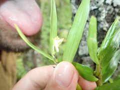 Dendrobium viridiflorum