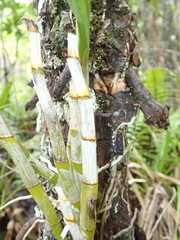 Dendrobium viridiflorum