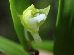 Dendrobium viridiflorum