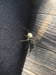 Enoplognatha ovata