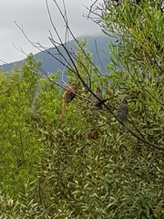 Urocolius indicus indicus