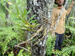 Dendrobium viridiflorum