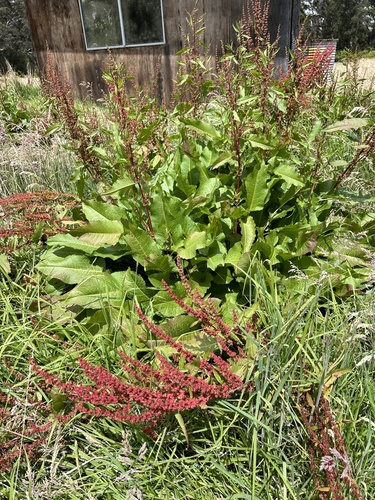 Rumex obtusifolius observed 2024-10-05