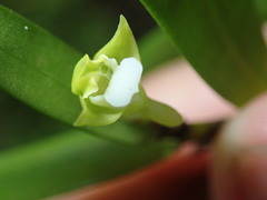 Dendrobium viridiflorum