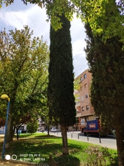 Cupressus sempervirens