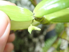 Dendrobium viridiflorum