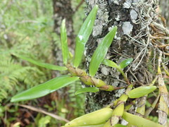 Dendrobium viridiflorum