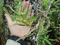 Dendrobium viridiflorum