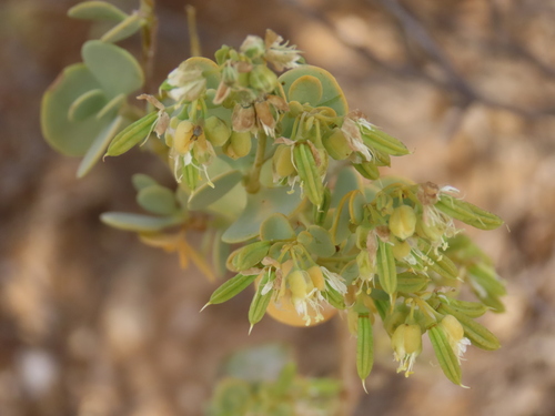 Image of Tetraena prismatocarpa by no rights reserved