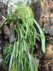 Haplopteris