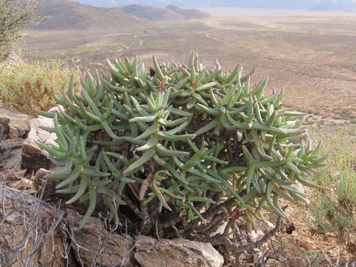 Crassula macowaniana