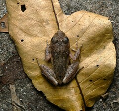 Rosy Litter Frog photo 1