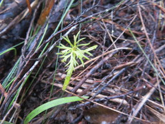 Phyllocladus trichomanoides