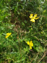 Ranunculus polyanthemos