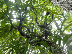 Lecanopteris sinuosa