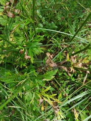 Ranunculus polyanthemos