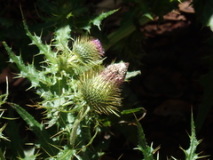 Cirsium ferum