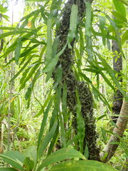 Lecanopteris sinuosa