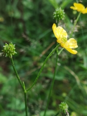 Ranunculus polyanthemos