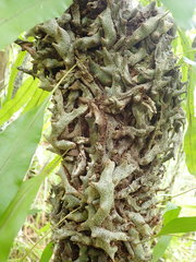 Lecanopteris sinuosa