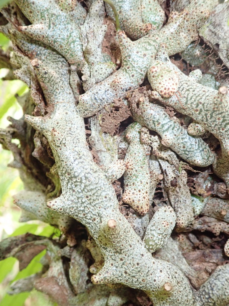 Lecanopteris sinuosa (Lecanopteris sinuosa)