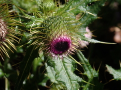Cirsium ferum