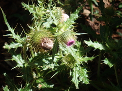 Cirsium ferum
